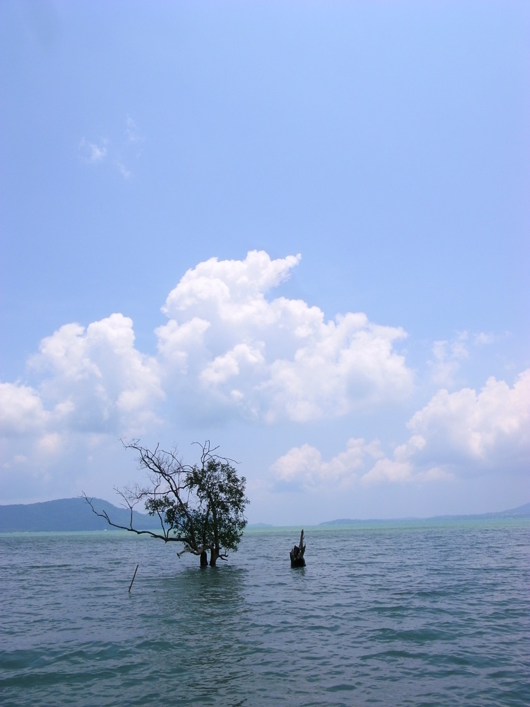 海になる木
