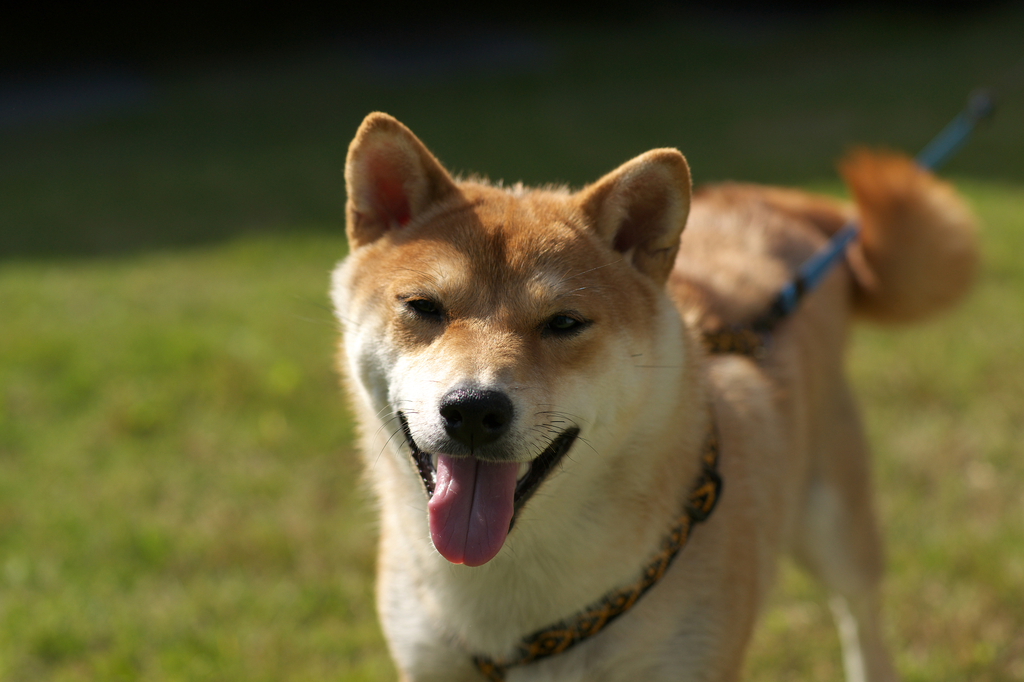 柴犬