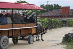 水牛車2