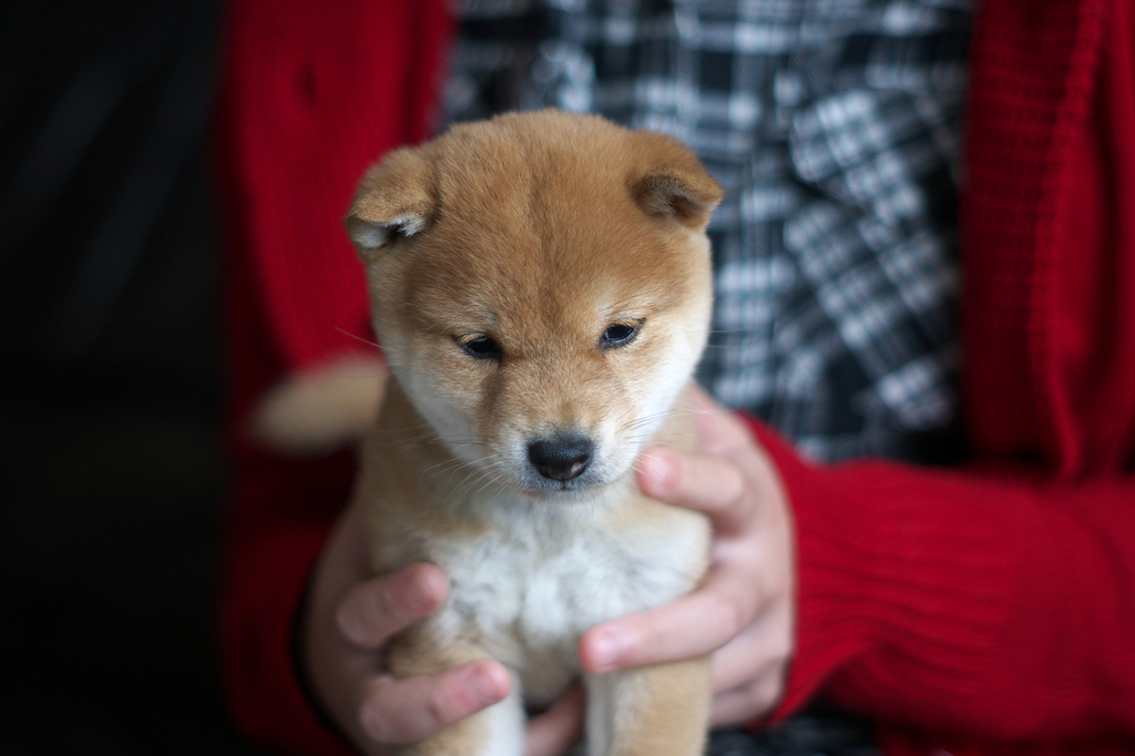 柴犬