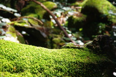 苔の蒸すまで