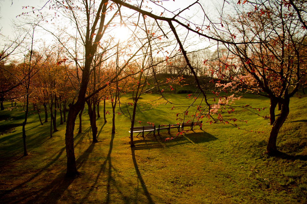 秋桜