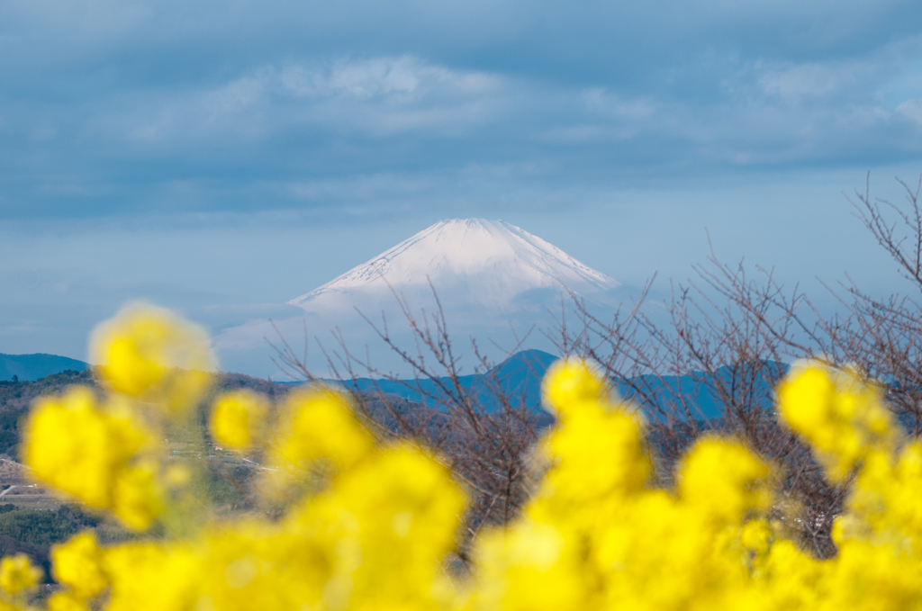 富士と菜の花