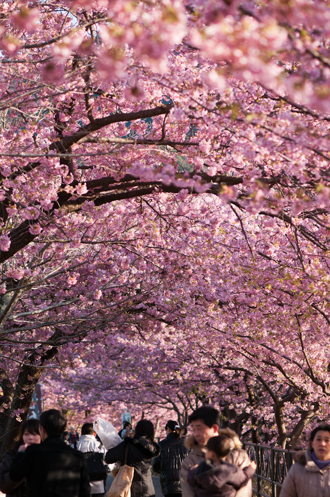 桜トンネル