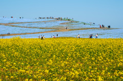 ひたち海浜公園　ネモフィラ　２