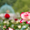 薔薇