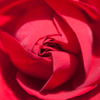 薔薇