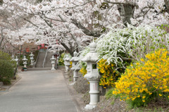 藻原寺　１１