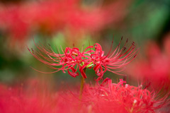 曼珠沙華　１