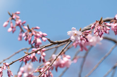 小石川後楽園　枝垂れ桜