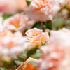 薔薇