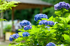 宗吾霊堂の紫陽花　３