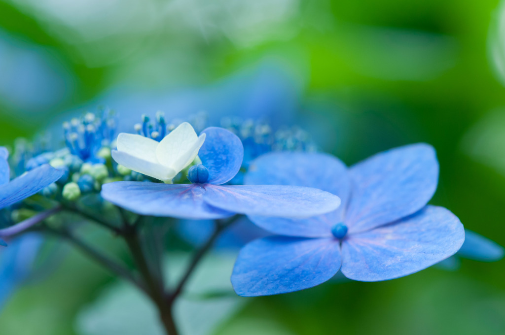 宗吾霊堂の紫陽花　１