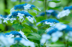 宗吾霊堂の紫陽花　２