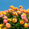 薔薇