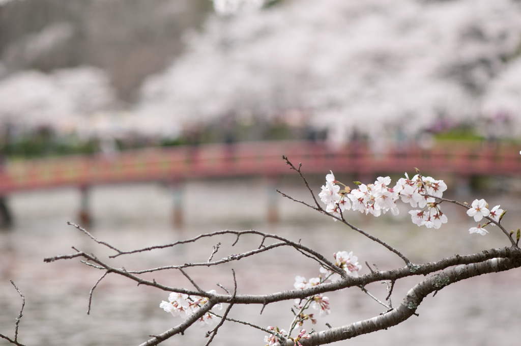 茂原公園　２