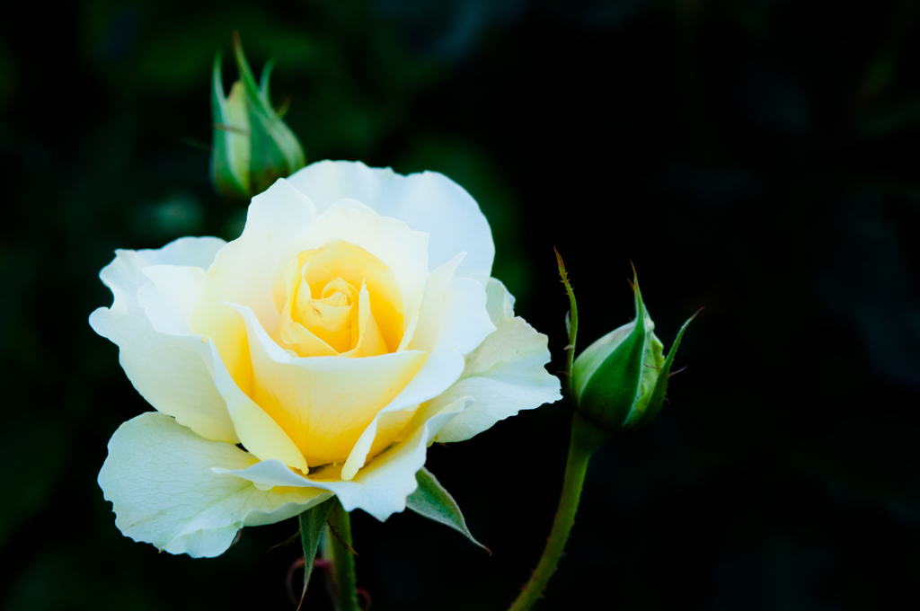 秋薔薇　京成バラ園　７