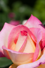 薔薇