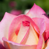 薔薇