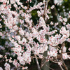 小石川後楽園　梅