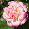 薔薇