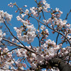 ２０１５　桜3