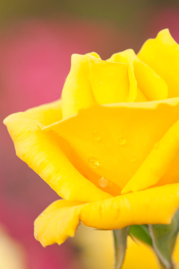 薔薇　京成バラ園　４