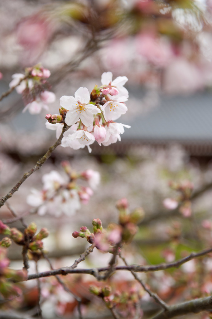 藻原寺4
