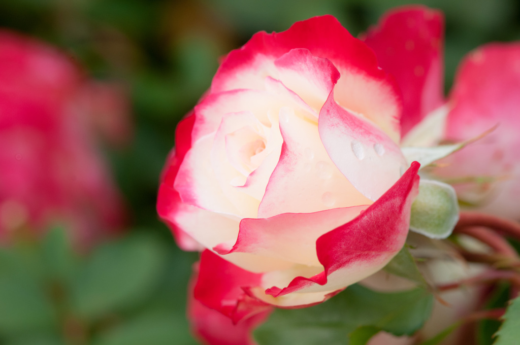 薔薇　京成バラ園　１