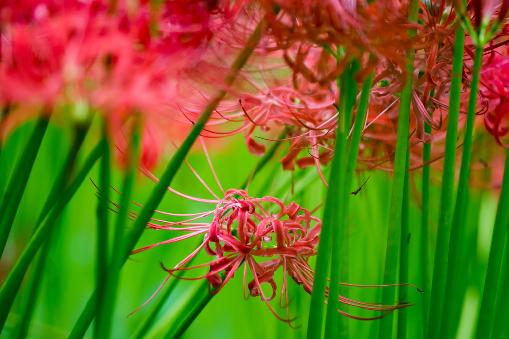 曼珠沙華　２