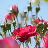 薔薇
