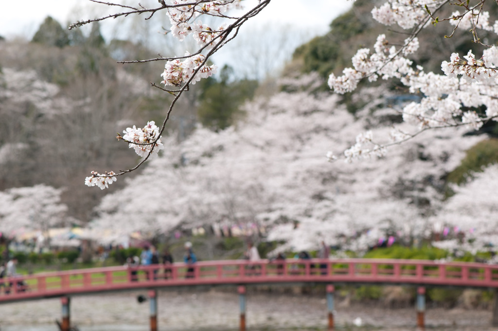 茂原公園　１