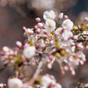 ２０１５　桜２