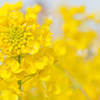 菜の花