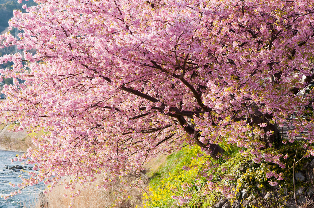 河津桜と菜の花の競演