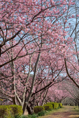 河津桜　2