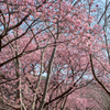 河津桜　2