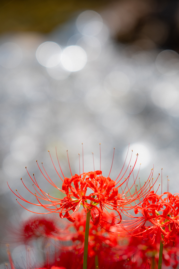 曼珠沙華　１