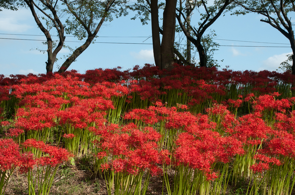 彼岸花　巾着田