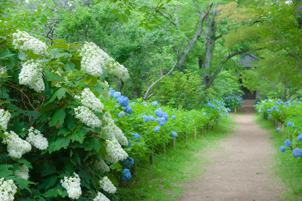 宗吾霊堂の紫陽花　６