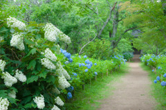 宗吾霊堂の紫陽花　６