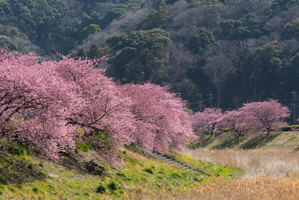 河津桜　１
