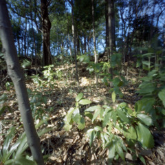 pinhole_c211wp