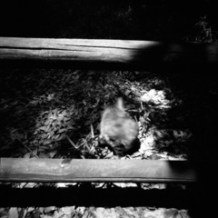 pinhole_312wp