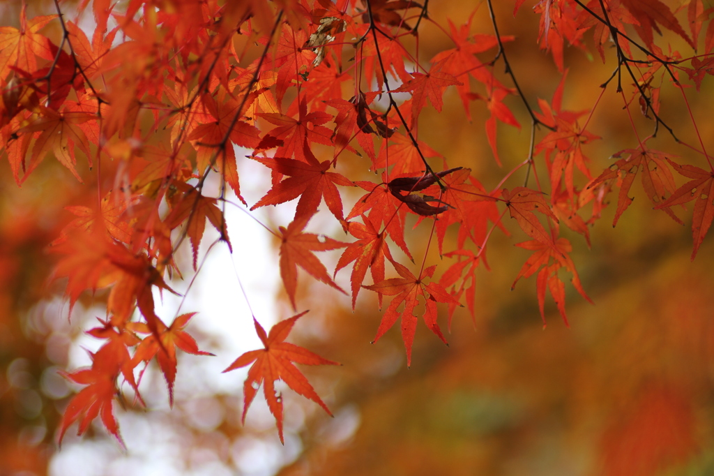 石神井公園２