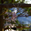 DPP_0191a