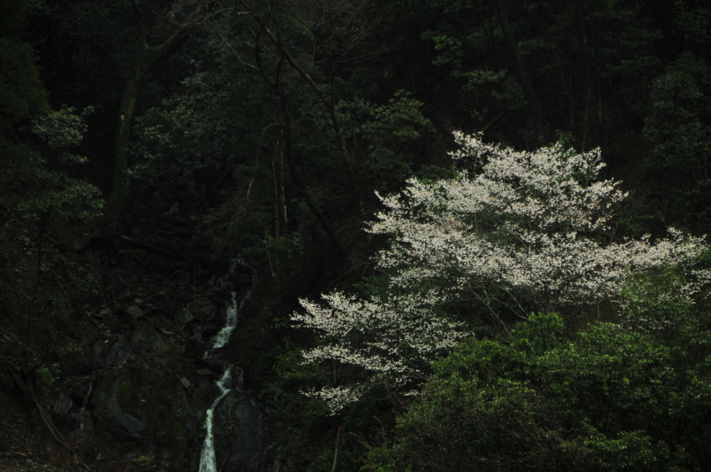 春花よ