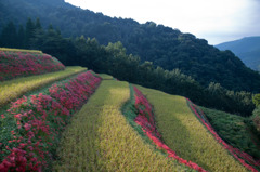 田のパッチワーク