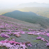 ピンクの山