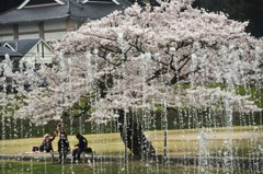 桜太夫の水芸